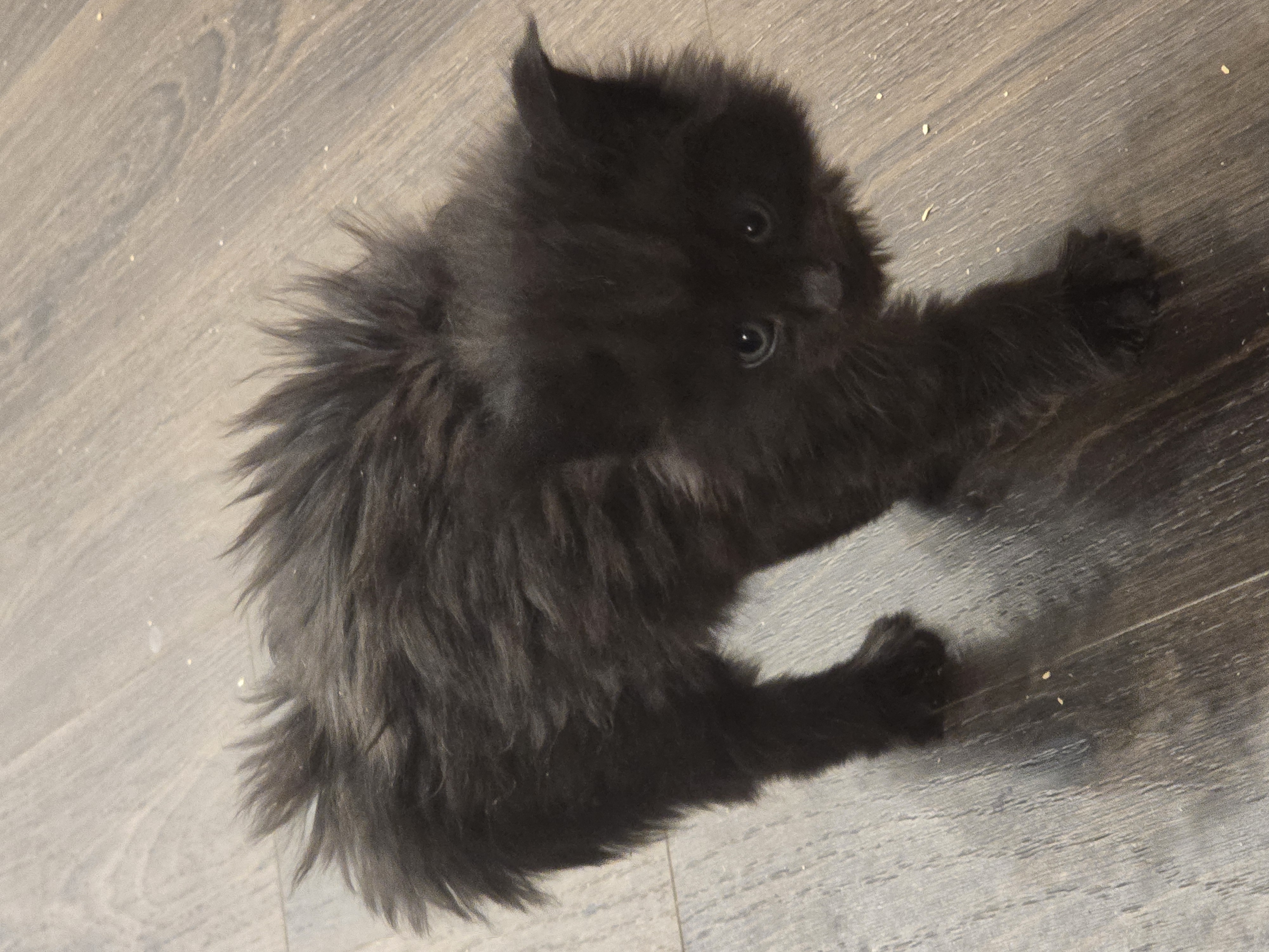 Maine Coon Breed Standards